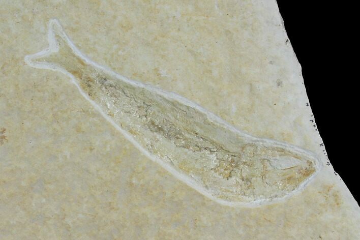 Jurassic Fossil Fish (Leptoleptis) - Solnhofen Limestone #112701